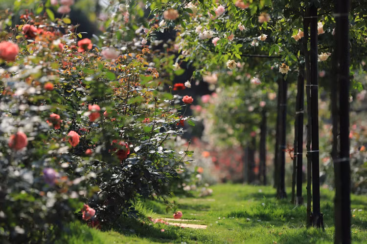 Choang ngop voi vuon hong “chau Au” rong 6.000 m2 o Ha Noi-Hinh-3