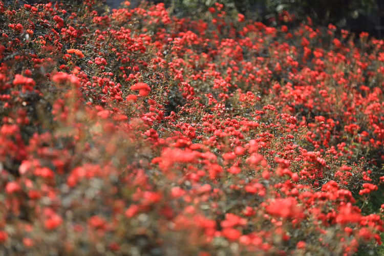 Choang ngop voi vuon hong “chau Au” rong 6.000 m2 o Ha Noi-Hinh-10