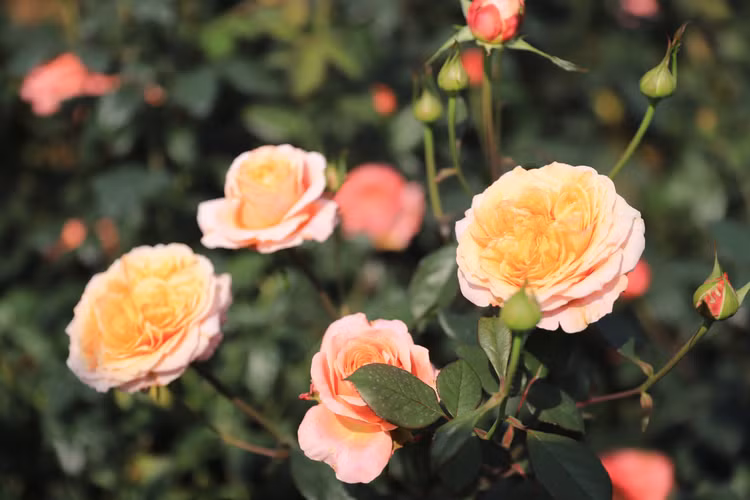 Choang ngop voi vuon hong “chau Au” rong 6.000 m2 o Ha Noi-Hinh-5