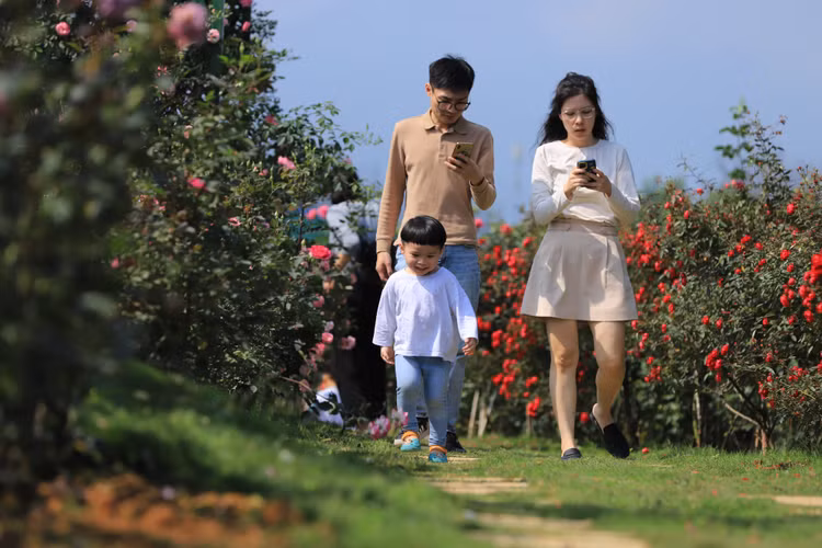 Choang ngop voi vuon hong “chau Au” rong 6.000 m2 o Ha Noi-Hinh-7