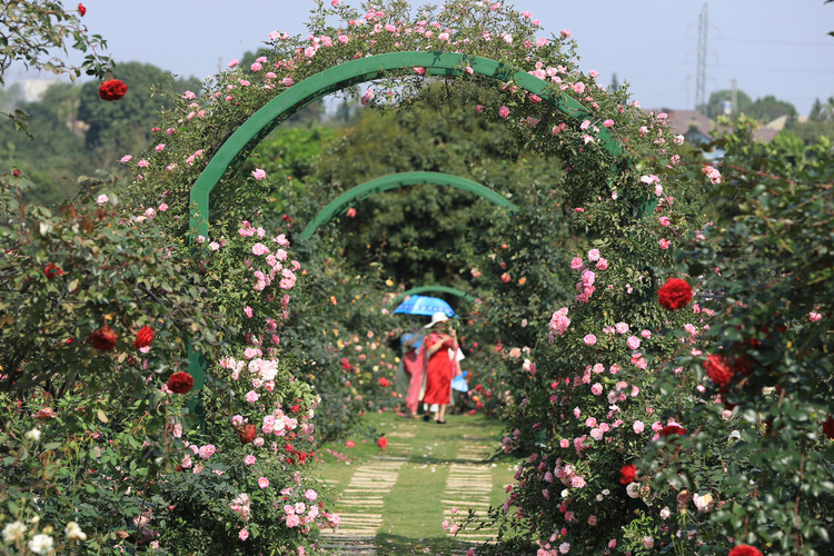 Choang ngop voi vuon hong “chau Au” rong 6.000 m2 o Ha Noi