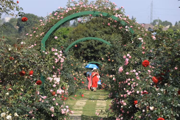 Choang ngop voi vuon hong “chau Au” rong 6.000 m2 o Ha Noi