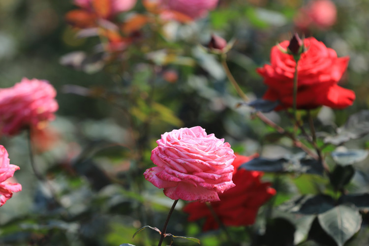 Choang ngop voi vuon hong “chau Au” rong 6.000 m2 o Ha Noi-Hinh-11