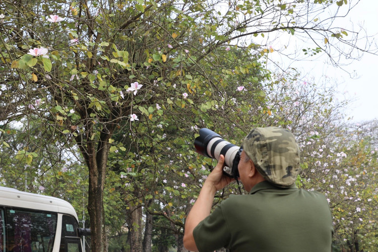 Hoa ban no ro, giua long Thu do ma ngo nhu rung Tay Bac-Hinh-10