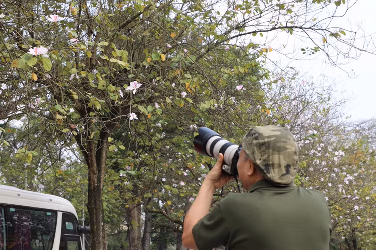 Hoa ban no ro, giua long Thu do ma ngo nhu rung Tay Bac-Hinh-10