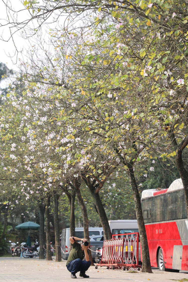 Hoa ban no ro, giua long Thu do ma ngo nhu rung Tay Bac-Hinh-3