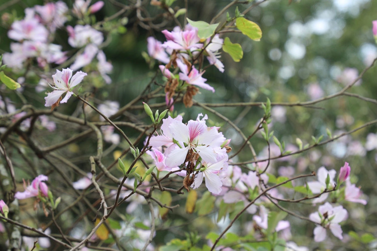 Hoa ban no ro, giua long Thu do ma ngo nhu rung Tay Bac-Hinh-7