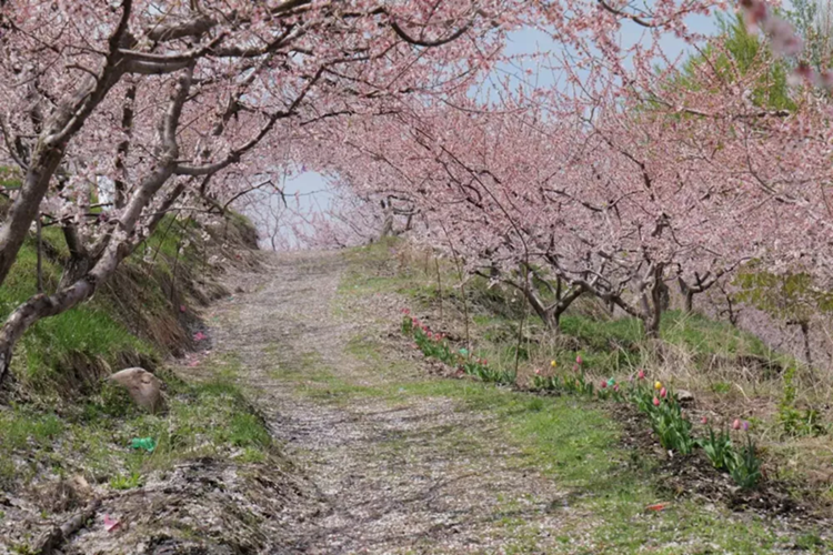 Porsche 911 Dakar của đại gia Việt "lạc" giữa rừng đào Trung Quốc - Hình 4 Porsche 911 Dakar cua dai gia Viet