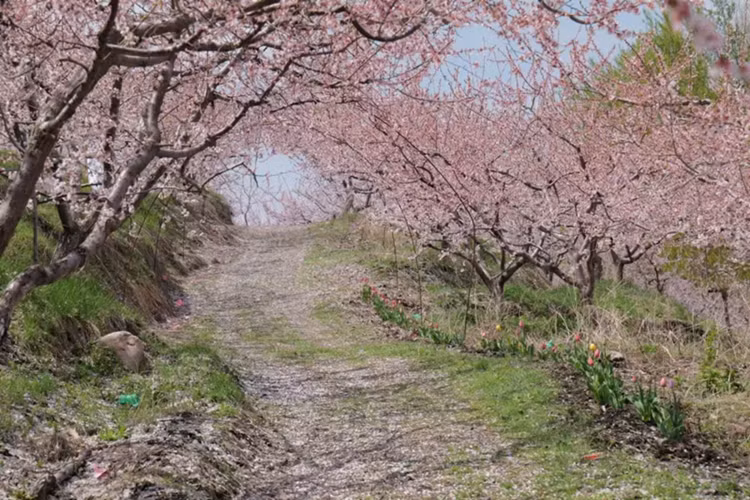 Porsche 911 Dakar cua dai gia Viet 