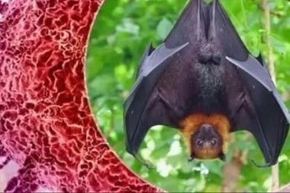Bộ Nông nghiệp tăng cường phòng chống virus Nipah trong chăn nuôi