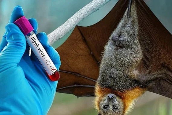 Hà Nội tăng cường giám sát phòng chống virus Nipah trước nguy cơ xâm nhập