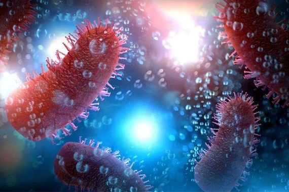 Bị chó cắn không tiêm phòng dại, một trường hợp tử vong tại Lào Cai