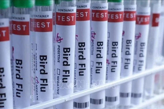 Biến chủng cúm Super K lan rộng tại Australia