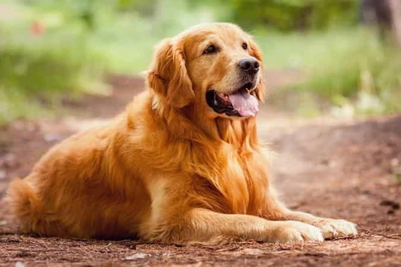 Đồng Nai ghi nhận ca tử vong do bệnh dại, cảnh báo không chủ quan với chó cắn