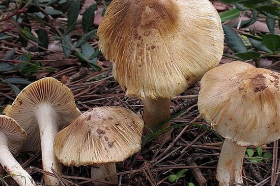 Bộ Y tế phối hợp xử lý vụ ngộ độc nấm ở Tây Ninh