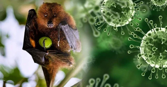 Hà Nội tăng cường kiểm dịch phòng chống virus Nipah
