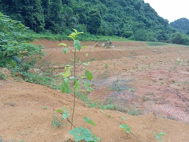 Công ty Dabaco Thanh Hóa bị phạt do vi phạm về môi trường ảnh 1