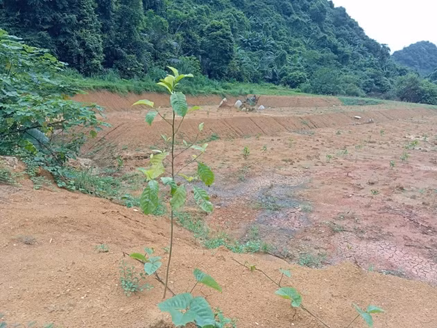 Công ty Dabaco Thanh Hóa bị phạt do vi phạm về môi trường ảnh 1