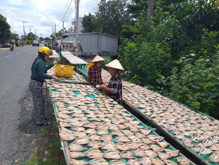 Hai bên tuyến giao thông ĐT844 , đoạn qua xã Phú Thọ luôn có rất nhiều các giàn phơi khô cá nối tiếp nhau.