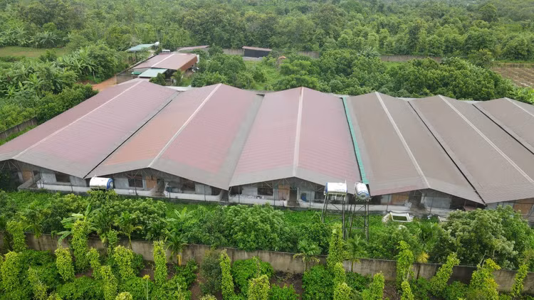 Hàng nghìn cơ sở chăn nuôi ở tỉnh Đồng Nai đang hoạt động nhưng thiếu giấy phép môi trường.