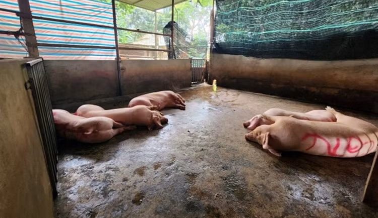 Gia súc bên trong cơ sở giết mổ không phép của ông Đặng Văn Tr. trước đó. (Ảnh: Bạn đọc cung cấp).