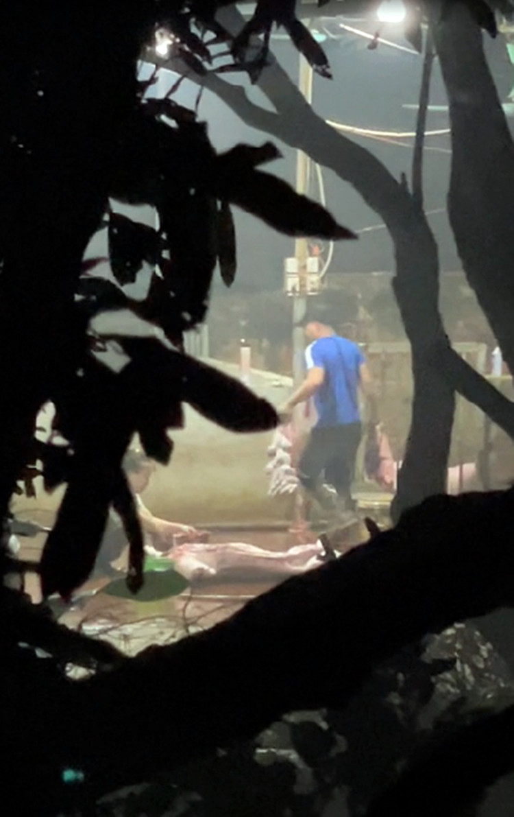 Thời điểm 3h sáng ngày 22/10/2024, cơ sở giết mổ không phép bật đèn điện sáng trưng, bên trong có khoảng 5 người đang tập trung giết mổ lợn.