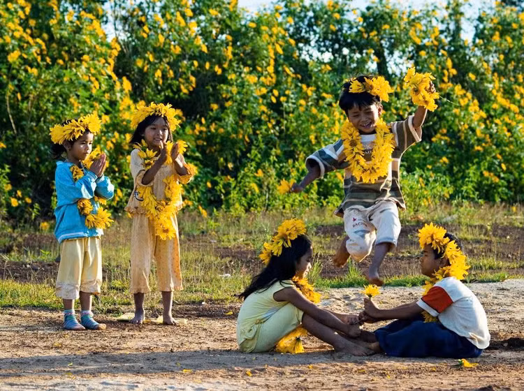 Mùa hoa dã quỳ trên cao nguyên Mộc Châu. Ảnh: Internet.