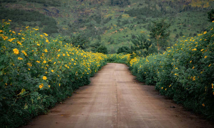 Tháng 11 hoa dã quỳ nở rộ khắp Chư Đăng Ya - Ảnh: Đô Đô.