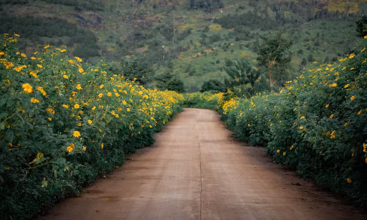 Tháng 11 hoa dã quỳ nở rộ khắp Chư Đăng Ya - Ảnh: Đô Đô.