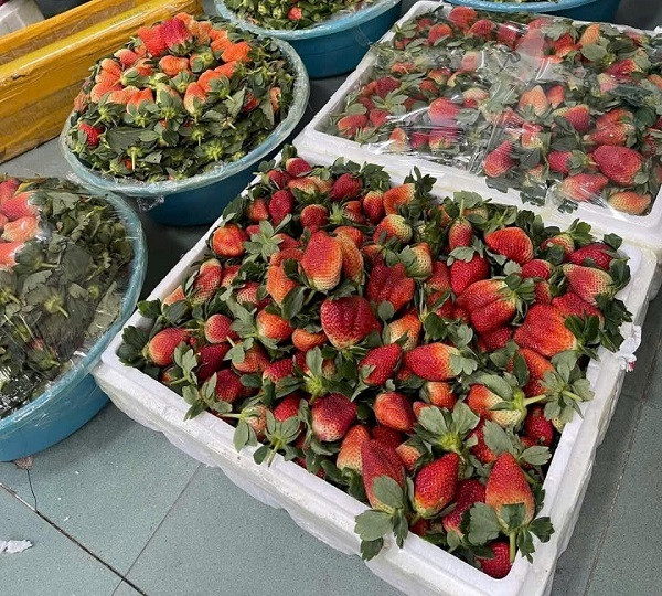 Theo các thương nhân, dâu Trung Quốc quả dài, dẹt, màu đỏ nhưng không đậm, sờ vào có độ cứng. Nguồn: IT