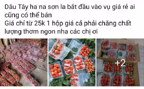 Dâu tây giá rẻ đang được rao bán trên các trang mạng xã hội. (Ảnh chụp màn hình)