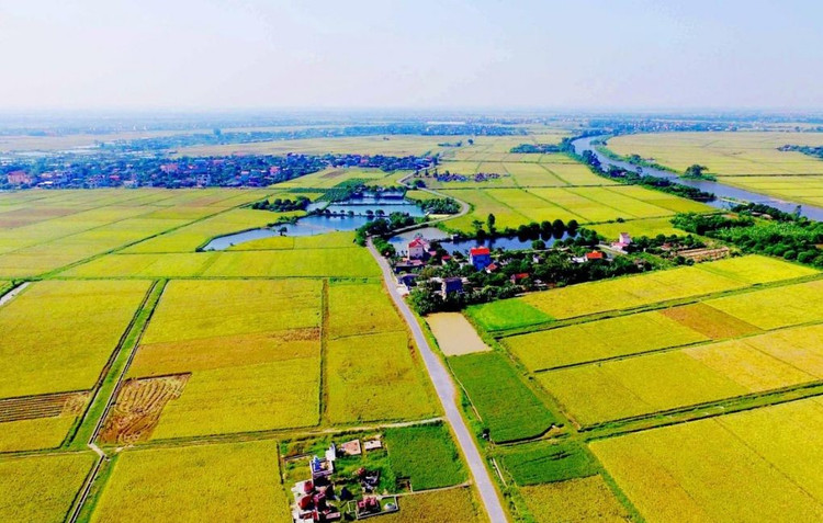 Hà Nội: Xem xét, bổ sung danh mục dự án chuyển mục đích đất trồng lúa.