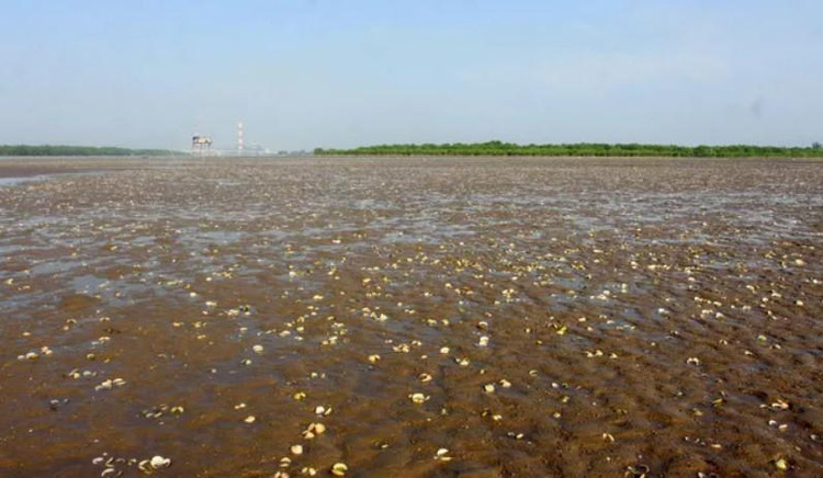 Ngao chết hàng loạt và tại hiện trường có vệt dầu loang. Ảnh TTXVN