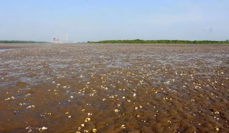 Ngao chết hàng loạt và tại hiện trường có vệt dầu loang. Ảnh TTXVN