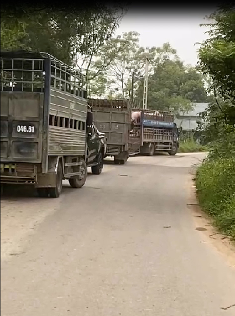 Xe chở lợn ra vào liên tục cơ sở chăn nuôi lợn của ông Vũ Quốc Đoàn.