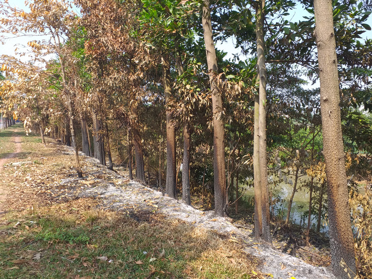 Một hàng dài cây xanh ven đường Mê Linh bị cháy xém đến chết bởi người dân thiếu ý thức nào đó đốt rác, cỏ cây mà không canh chừng, khống chế.