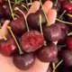 Giá cherry Mỹ tăng mạnh tại Hà Nội do chi phí nhập khẩu cao