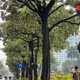 Hoa sữa bung nở khắp phố phường Hà Nội