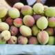 Đào mèo Sơn La phủ sóng thị trường dịp chính vụ