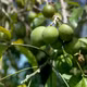 Quả bánh kem - Trái cây độc lạ có vị bơ ngậy gây "sốt" chợ mạng