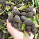 Đặc sản xay nhung rừng hút khách nhờ hương vị chua ngọt lạ miệng