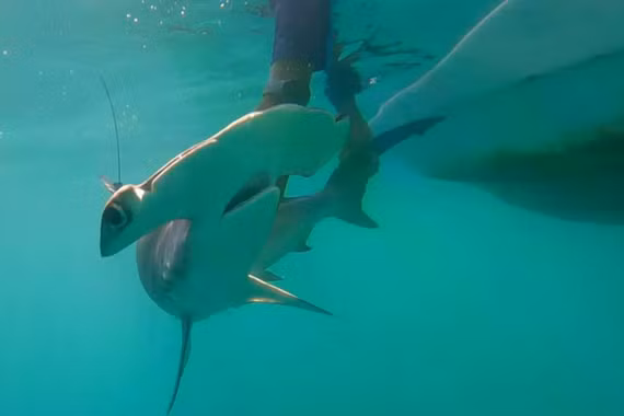 Cá mập búa trơn tái xuất tại Galápagos sau hơn 20 năm