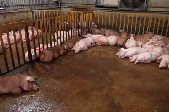 Bên trong cơ sở giết mổ heo bệnh. Ảnh nguoilaodong