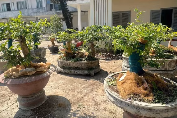 Góc nhìn pháp lý vụ tịch thu 42 cây mai vàng ở Côn Đảo 