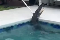 Cá sấu 2m phản kháng kinh hoàng, chuyên gia vất vả khống chế