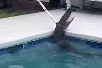 Cá sấu 2m phản kháng kinh hoàng, chuyên gia vất vả khống chế