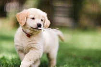 Giật mình vận may, ba con giáp tháng 11 Âm lịch bùng nổ tài lộc