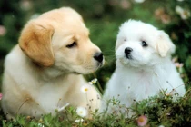 Tử vi ngày mới 14/6/2025 cho 12 con giáp: Tuất vận trình tốt