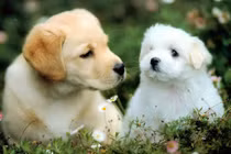 Tử vi ngày mới 14/6/2025 cho 12 con giáp: Tuất vận trình tốt