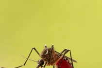 Vì sao muỗi luôn tìm thấy bạn, dù trốn đến đâu chăng nữa?